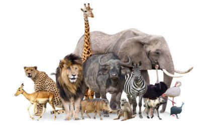 Diversität – die Superkraft der Natur
