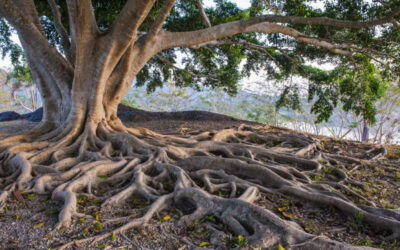 Natural Leadership – Von den Alten lernen