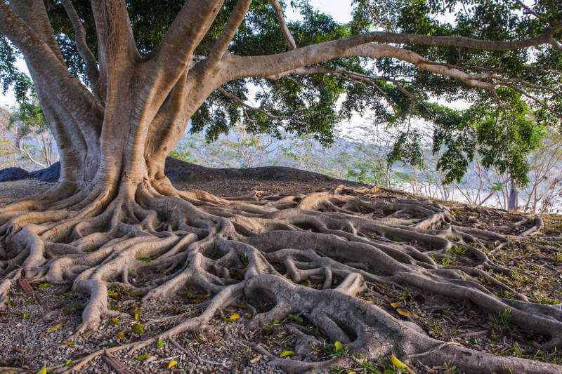 Natural Leadership – Von den Alten lernen