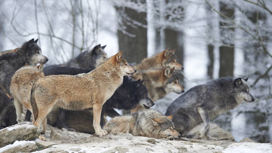 wolfsfamilie