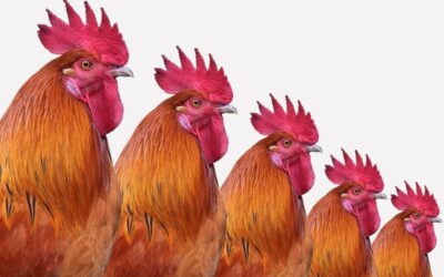 Macht- und Hierarchiestrukturen aus der Natur