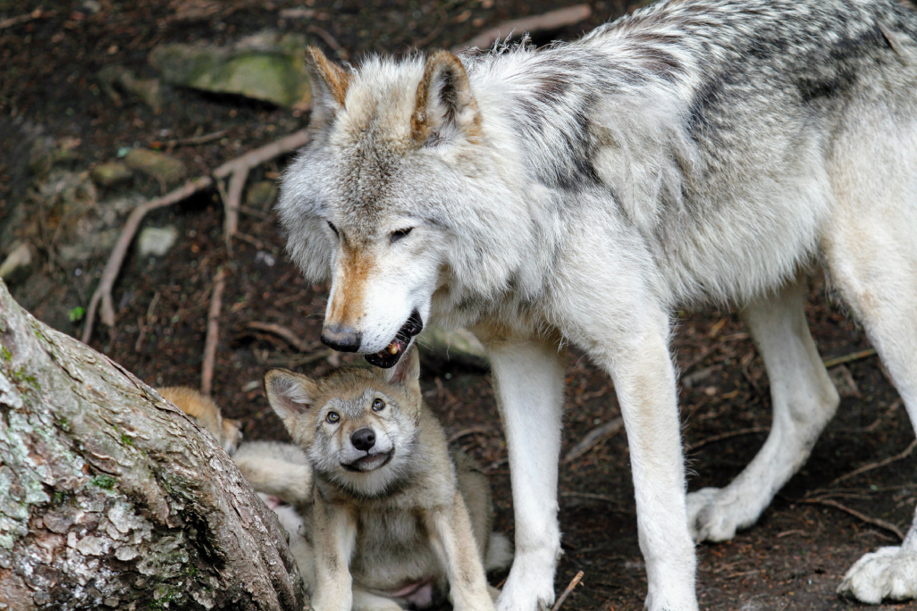 Familie Wolf