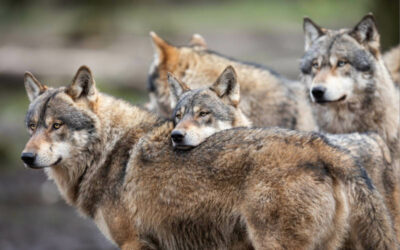 Gemeinschaft als Überlebensfaktor des Wolfsrudels