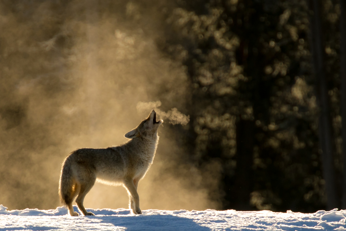 heulender Wolf