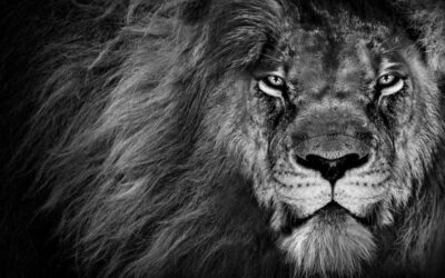 Natural Leadership – vom König der Tiere Management lernen