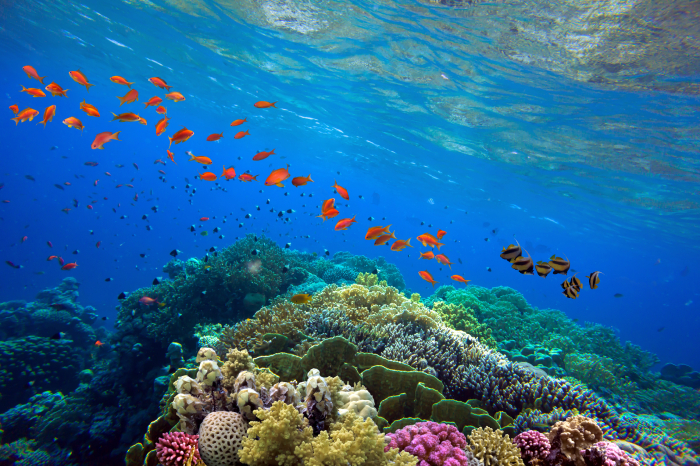 Beautiful,Tropical,Coral,Reef,With,Shoal,Or,Red,Coral,Fish